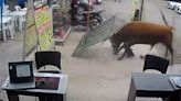 Bull in a corner shop: Ox escapes abattoir truck, crashes into stall, causes chaos