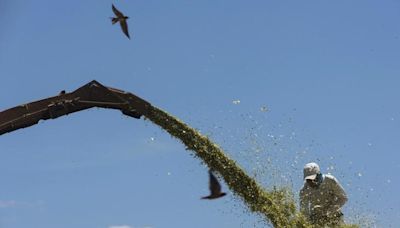 Indústria de etanol de milho do Brasil busca ampliar vendas de DDGs ao Vietnã Por Reuters