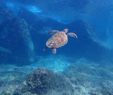 海龜島美名要永續 公私協力護小琉球生態