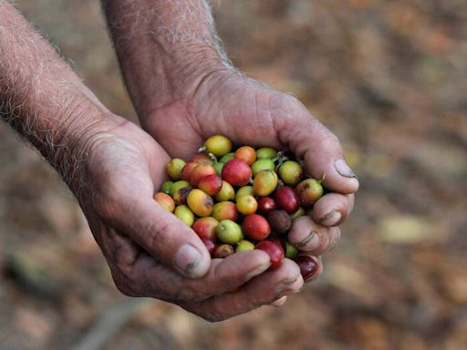 中國禁瓜地馬拉咖啡豆進口 台灣商會聯手大規模採購