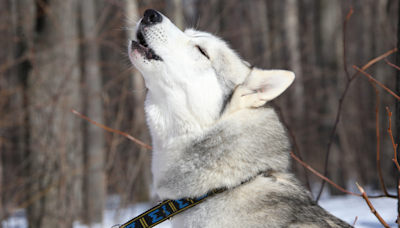 Husky's Cries of Grief Over Losing Beloved Sibling Are Absolutely Heartbreaking