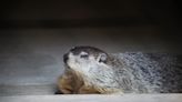 Did Buckeye Chuck see his shadow? Ohio's groundhog declares an early spring for 2024