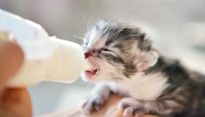 Animal Rescuers Rate 'Guests in Their Kitten Nursery' and It's Too Cute to Handle