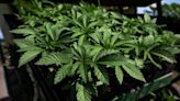 New marijuana ETF hits the block amid pot stocks rally