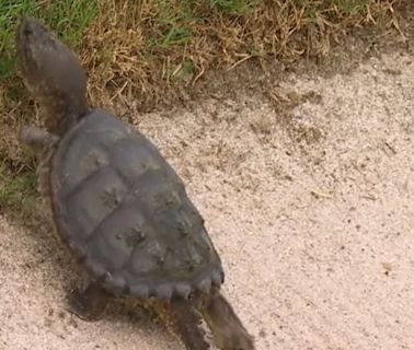 This turtle shows resilience to climb out of the bunker - Stream the Video - Watch ESPN