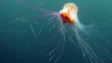 'Our most venomous jellyfish': meet the Irish jellyfish