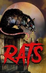 Rats