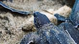 La historia del pequeño pueblo venezolano que salva a las tortugas marinas de la extinción