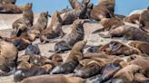 S.Africa to trial vaccination of seals after first rabies outbreak - ET HealthWorld