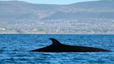 El épico regreso de las ballenas sei a la Patagonia: nace un destino de avistaje en la joya escondida de Chubut