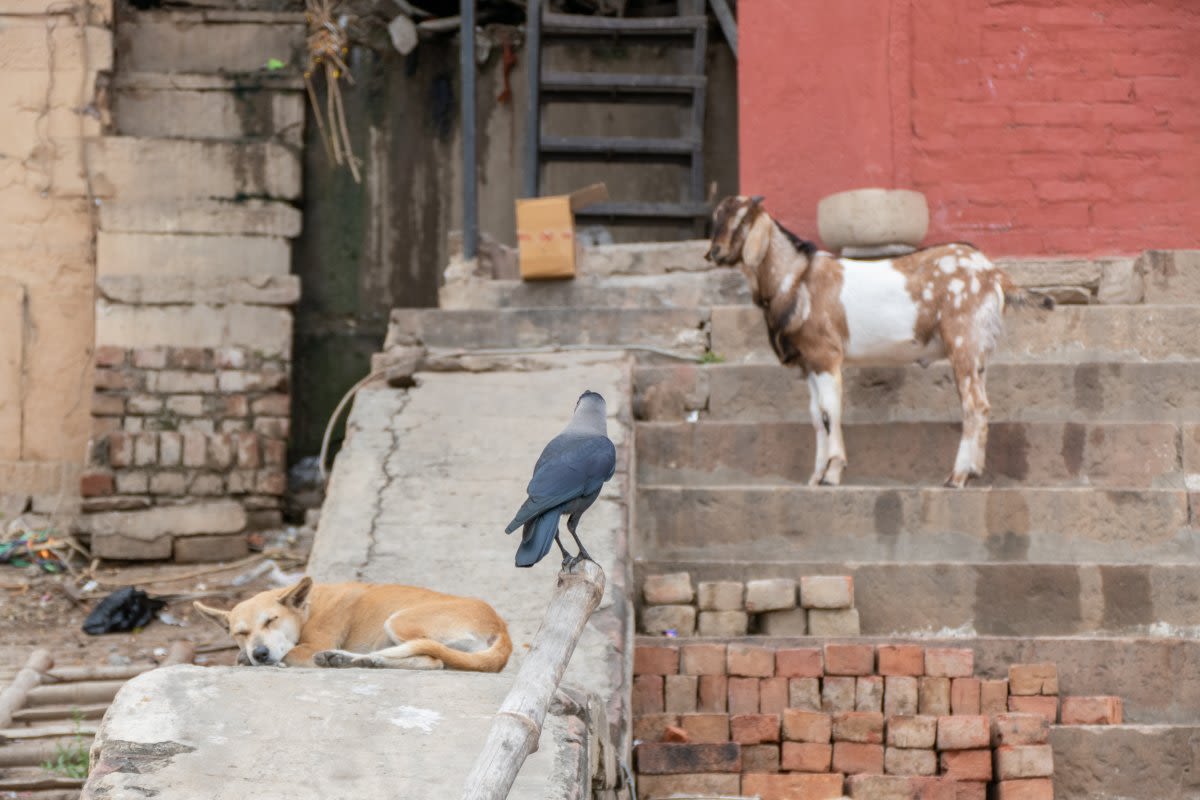 Goat watches over tired livestock dog who was up all night protecting him