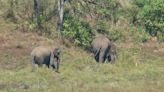 Wayanad landslide: Elephant comes to rescue woman, family; survivors recall ‘tears rolling down giant tusker’s eyes’ | Today News