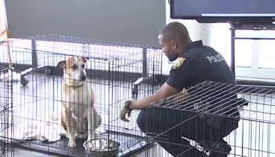 Miami Beach Police, Miami-Dade Animal Services team up for 4th pet adoption event - WSVN 7News | Miami News, Weather, Sports | Fort Lauderdale