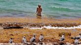 Coming soon to Florida beaches: Massive, messy and maybe record mounds of seaweed