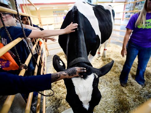 Minnesota State Fair will prohibit nursing dairy cows at Miracle of Birth over bird flu risk