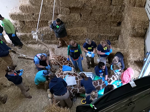 First-of-its-kind surgery saves giraffe at Milwaukee County Zoo