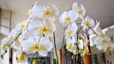 Encourage orchids to bloom even longer by feeding them two common kitchen scraps