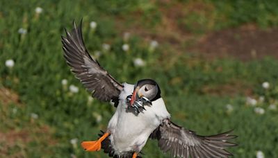 Protection area could mean brighter future for puffins on Saltee Islands