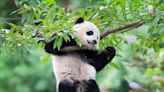 2 new giant pandas are returning to Washington's National Zoo from China by the end of the year