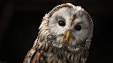 Protected owl dies after being shot in woods