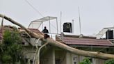 More than 50 trees uprooted by heavy wind across the Nilgiris