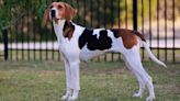 32 facts about American Foxhound dogs