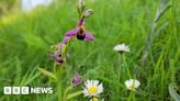 Portland: Verge cutting halted to save orchids from the chop