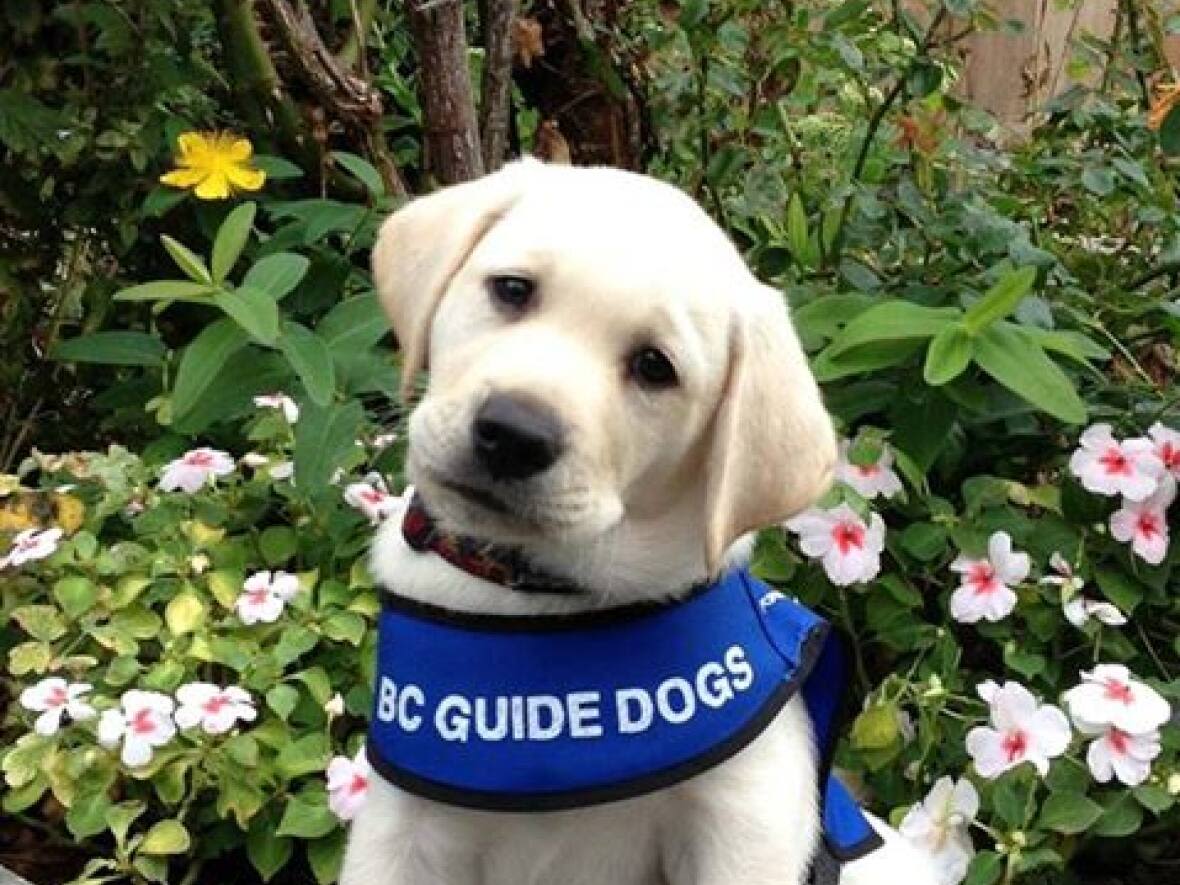 Guide-dog owners say new U.S. rules complicate border crossings