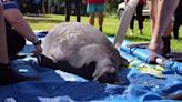 First lady DeSantis, daughter assist in rescued manatee release