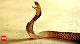 Bitten back by railway worker, snake dies | Patna News - Times of India