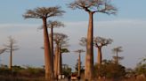Scientists reveal mysterious origin of Baobab trees, Rafiki's home in 'The Lion King' : Short Wave