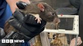 RSPCA: Leyland woman kept more than 100 rats in dirty room