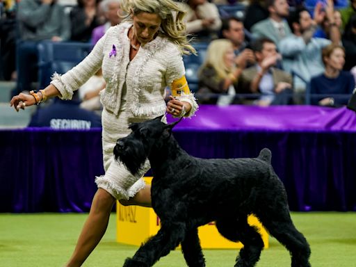 Westminster Dog Show 2024 updates: Sporting, working group winners; Best in Show to come