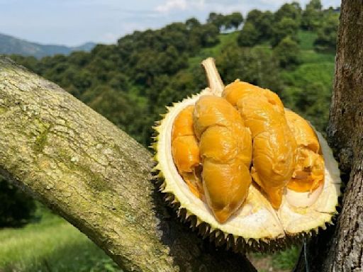 12 honest durian stores to get the perfect durian fix