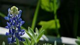 How to Grow and Care for Texas Bluebonnet (Lupinus texensis)