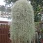 Spanish Moss Plant