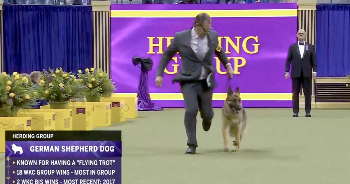 German shepherd with Wisconsin ties in the running for best of show at Westminster