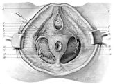 Dorsal nerve of the clitoris