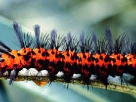 Caterpillar chaos on the University of Florida campus