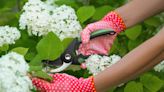 How to grow hydrangeas from cuttings — easy steps to get more blooms