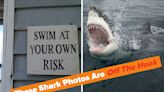 ...Shark Week, Here Are 40 Majestic Shark Pictures That’ll Remind You The Ocean Is Their House And You’re Just...