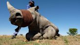 Le programme de réintroduction de 2000 rhinocéros blancs débute en Afrique du Sud