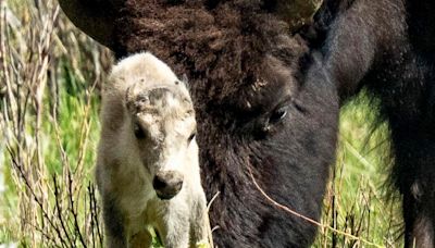 Reported birth of rare white buffalo calf in Yellowstone park fulfills Lakota prophecy