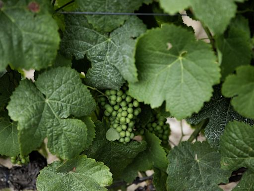 Douro tem excesso de oferta de vinho e não de produção de uvas