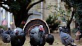 Wild turkey numbers are falling in some parts of the US – the main reason may be habitat loss