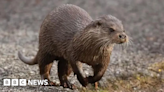 'Really exciting' year for Nottinghamshire otter sightings