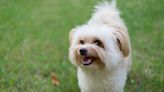 Little Dog's Angry Reaction to Mom Trying to Clip His Nails Is Priceless