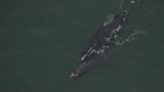 Right whale mother found dead off East Coast, calf not expected to survive