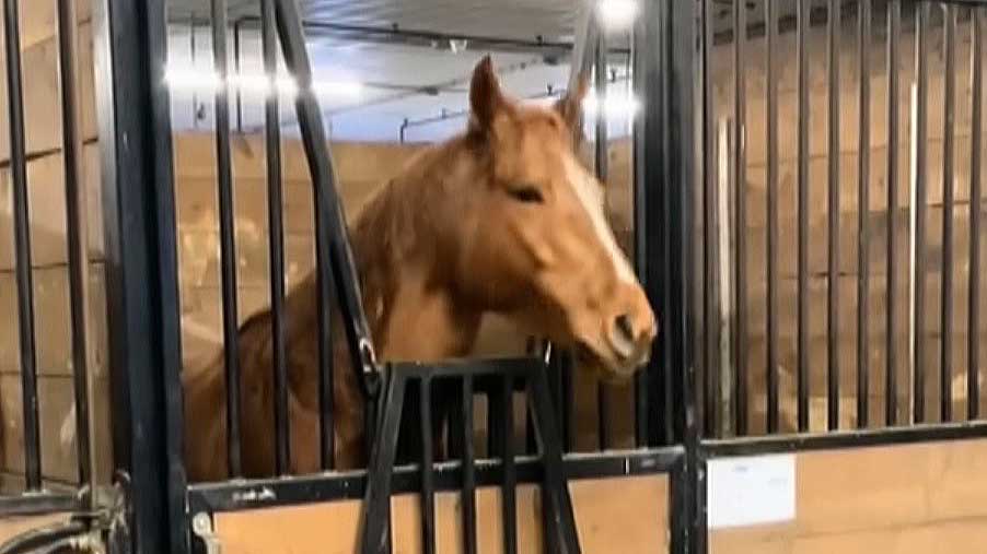 There is a horse in Canada who really loves heavy metal