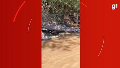 Pescador encontra sucuri gigante morta boiando em rio de MS; veja vídeo